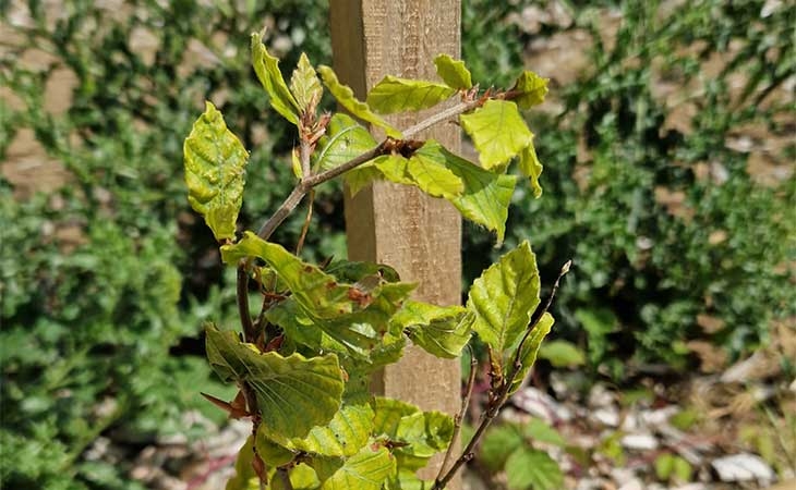 Beech sapling