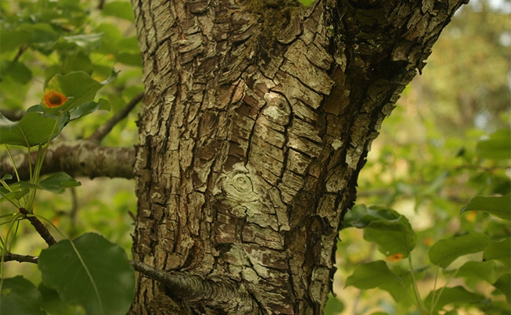 Pear bark