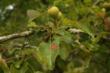 Tree of the Month: European Pear
