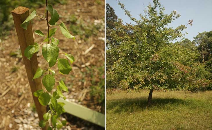 Pear sapling and mature tree
