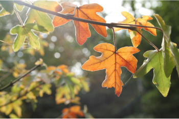Tree of the Month &ndash; Field Maple (Acer campestre)