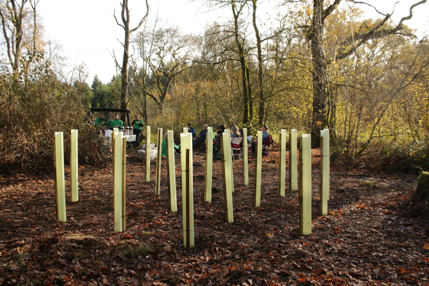 A newly planted nest