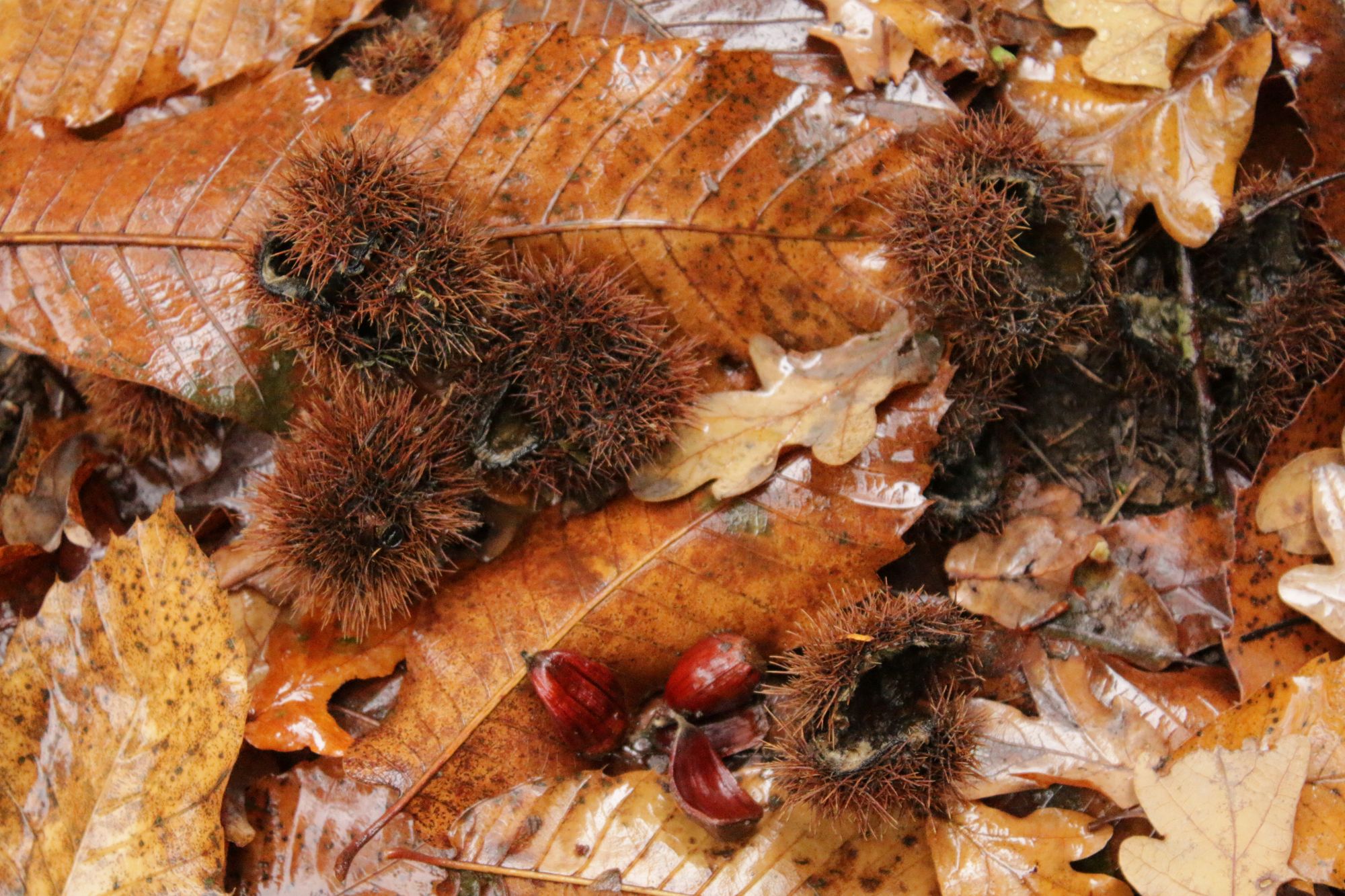 autumn leaves and burrs