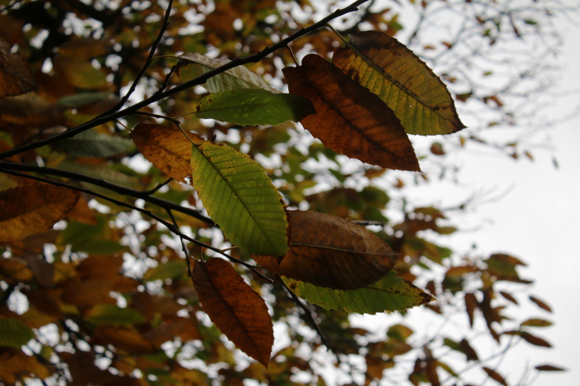 sweet chestnut branch 2