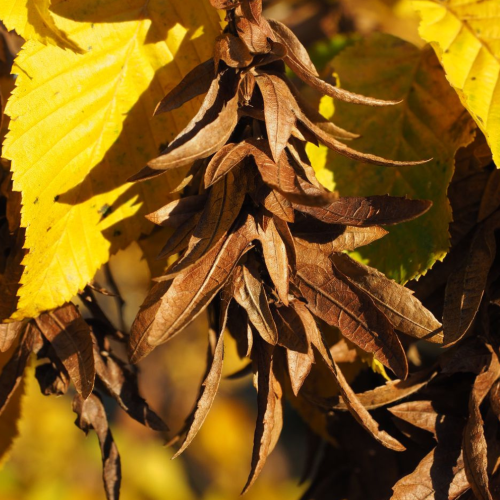 Hornbeam seeds