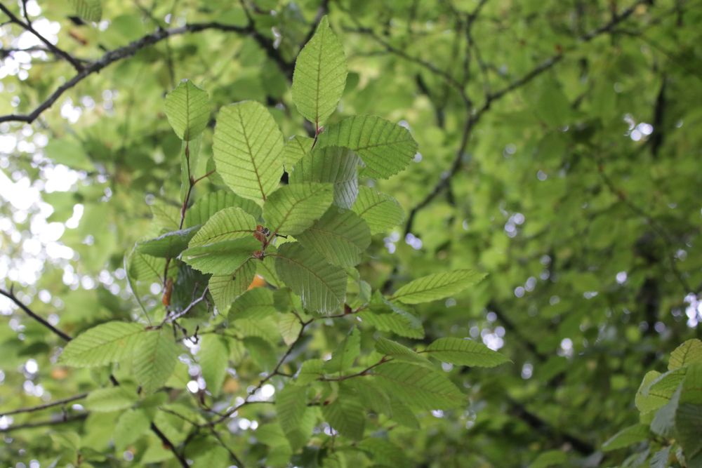 Underside of Hornbeam leaf
