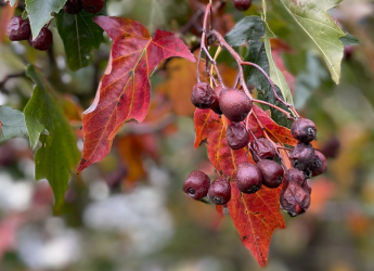 Tree of the Month: Wild Service Tree 