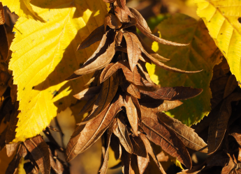 Tree of the Month: Common Hornbeam
