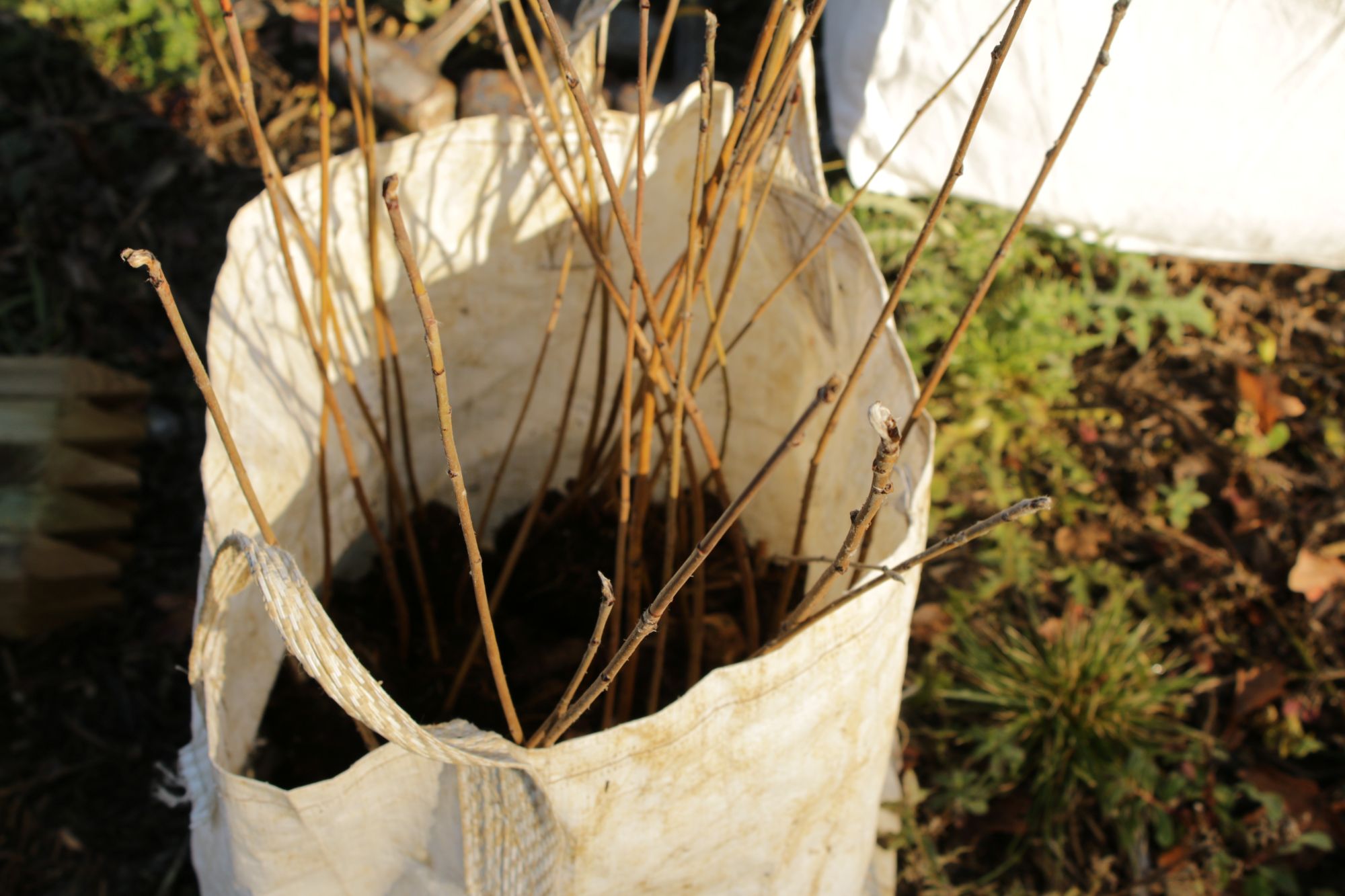 Dormant saplings ready for planting